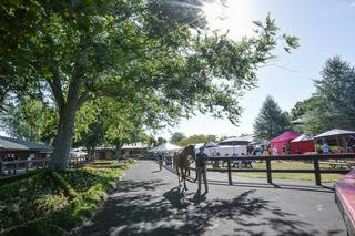 Outdoor parade ring at Karaka.